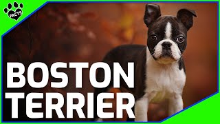 Boston Terrier Dogs 101 Boston Terrier Facts and Information [upl. by Eseila]