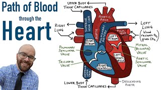 Path of Blood Flow through the Heart  Step by step through every chamber valve and major vessel [upl. by Barrus]