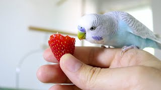 Budgie sounds 1 Hour Happy Budgies Parakeets [upl. by Anora14]