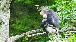 An encounter with Chinas endangered snubnosed monkeys [upl. by Ajaj]