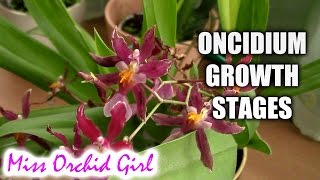 Growth stages of Oncidium Orchids [upl. by Jaddan]