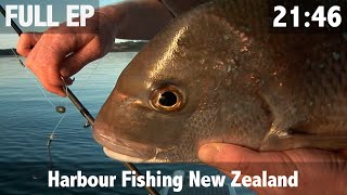 Harbour Fishing New Zealand [upl. by Edeline205]