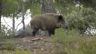 Montería de Jabalíes en Cuenca 💥🐗 ALUCINANTE  GRANDES JABALIES [upl. by Oleta]