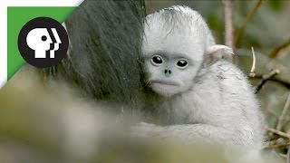 Baby Snubnosed Monkeys [upl. by Butta]