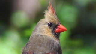 Female cardinal call  song  sounds [upl. by Kelton]