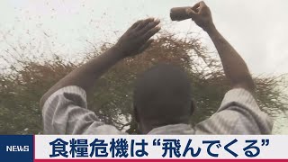 「毎日3万5000人分の食料が消える」「紛争の原因にも」…国連も手を焼く“サバクトビバッタ”とは【TV TOKYO International】 [upl. by Gratiana416]