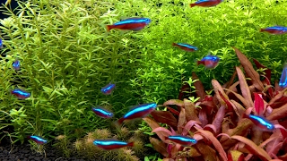 100 Cardinal tetras feeding frenzy Paracheirodon axelrodi [upl. by Constanta76]