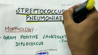 STEREPTOCOCCUS PNEUMONIAE  microbiology handwritten notes [upl. by Glavin]