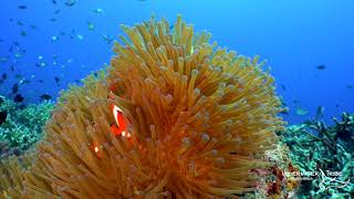 Clown Fish Swimming Around an Anemone [upl. by Inasah32]