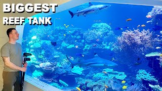 SHARKS  CORALS  240000 liter 60000 gallon  THE BIGGEST REEF TANK  highlights [upl. by Nickles853]