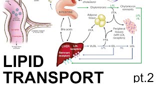 Lipid Transport pt 2 [upl. by Aziram112]