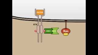 The MAP Kinase MAPK signalling pathway [upl. by Einttirb416]