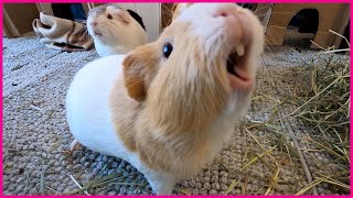 Happy guinea pigs wheeking and squeaking [upl. by Lemkul]