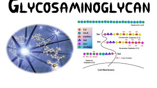 Glycosaminoglycans GAGs [upl. by Michail]