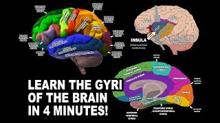 GYRI OF THE BRAIN  LEARN IN 4 MINUTES [upl. by Aylmar857]