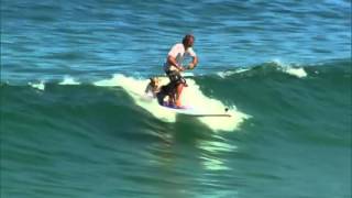 Incredible SUP Dog Surfing [upl. by Adnohsel]