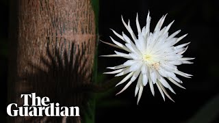 Timelapse of rare Amazonian Moonflower blooming for one night only [upl. by Jerrine477]