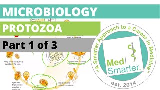 Protozoa  Microbiology  USMLE STEP 1  Part 1 of 3 [upl. by Nod]