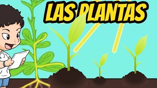 LAS PLANTAS  CARACTERISTICAS Y SUS PARTES PARA PREESCOLAR PRIMARIA [upl. by Aoniak]