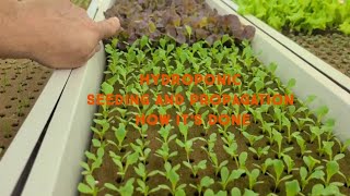 HYDROPONIC Seeding and Propagation  HOW IT WORKS [upl. by Nevear533]