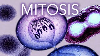 MITOSIS  MADE SUPER EASY  ANIMATION [upl. by Lleynod]