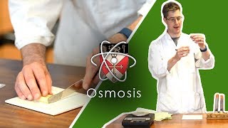 Osmosis  GCSE Science Required Practical [upl. by Neala]