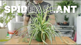 spider plant  Repotting  Care Guide [upl. by Ordisy966]