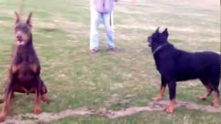 Beauceron and Doberman Playing [upl. by Keil]