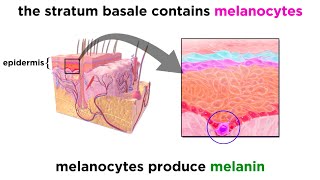 The Integumentary System [upl. by Aleahs]