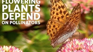 Why Protect Pollinators  California Academy of Sciences [upl. by Trauts]