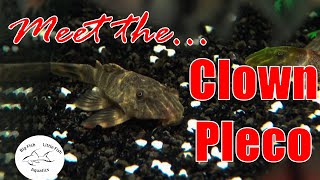 Meet the Clown Pleco L104  Species Profile [upl. by Moureaux]