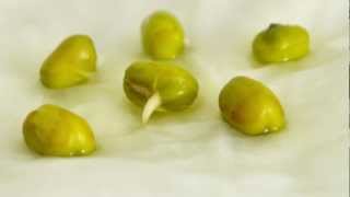 TimeLapse Mung Bean Germination [upl. by Marx]