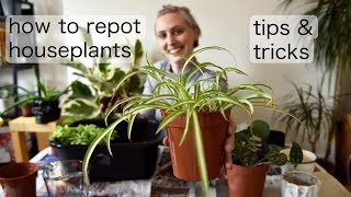 How to Repot Plants  Repotting Houseplants Tips amp Tricks [upl. by Gargan]