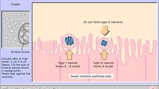 Life cycle of Cryptosporidium parvum [upl. by Guria512]