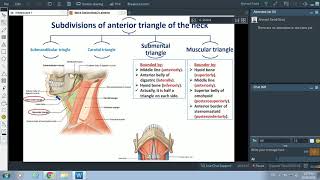 Anterior Triangle of Neck  Dr Ahmed Farid [upl. by Yessydo453]