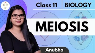 Class 11  Meiosis  NCERT HINDI [upl. by Assilla410]