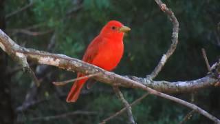 Summer Tanager call [upl. by Warrin]