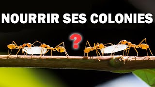 Comment nourrir ses fourmis  Quelle nourriture donner  Combien de fois [upl. by Letha]