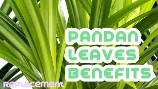 Pandan leaves benefits [upl. by Tigges300]