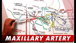 MAXILLARY ARTERY and its Branches  Anatomy Tutorial [upl. by Garold]