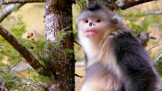 How SnubNosed Monkeys Adapted to Extreme Cold [upl. by Gorges]