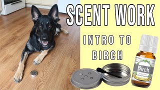 Intro to Birch Scent  Training K9 Scentwork Nosework Sport Detection [upl. by Seta]