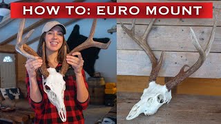 How to European Mount a DEER Skull [upl. by Nanon403]