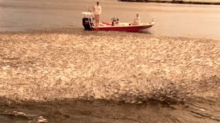 Epic Mullet Migration in Florida [upl. by Penney]