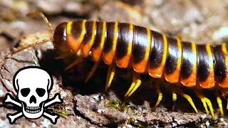 Millipede Shoots Cyanide Gas [upl. by Baptist138]