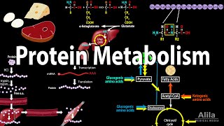 Protein Metabolism Overview Animation [upl. by Maggee]