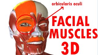 Muscles Of Facial Expression  Face Anatomy part 1 [upl. by Sherr933]