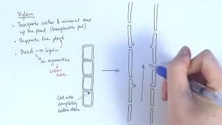 AS Biology  Transport systems in plants OCR A Chapter 91 [upl. by Laeria]