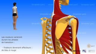 Lépaule antepulsion ou élévation antérieure du bras [upl. by Nassi191]