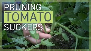 Pruning Removing Tomato Suckers [upl. by Drice]